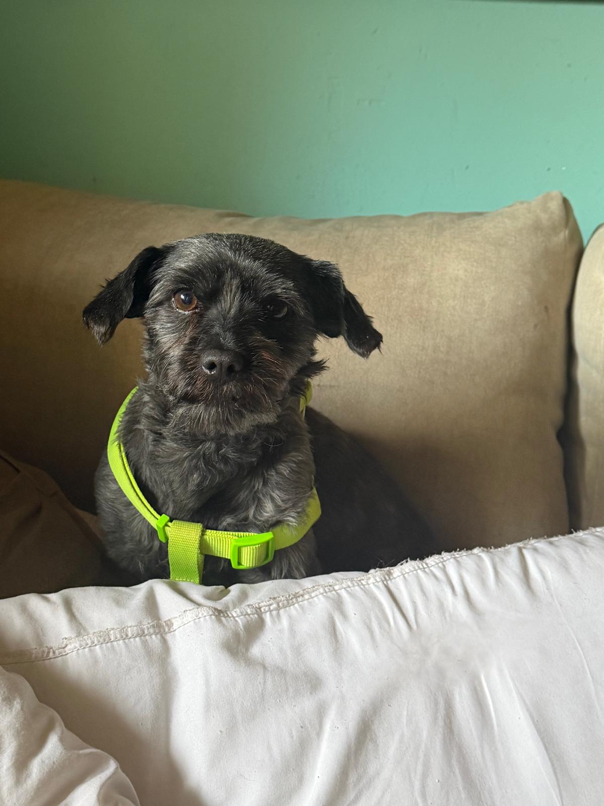 Adopter PIMENTON