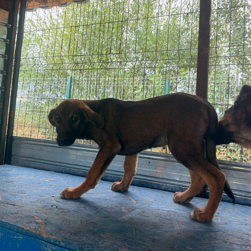 Adopter OLI
