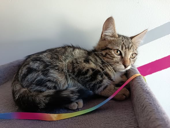 Adopter Hermes