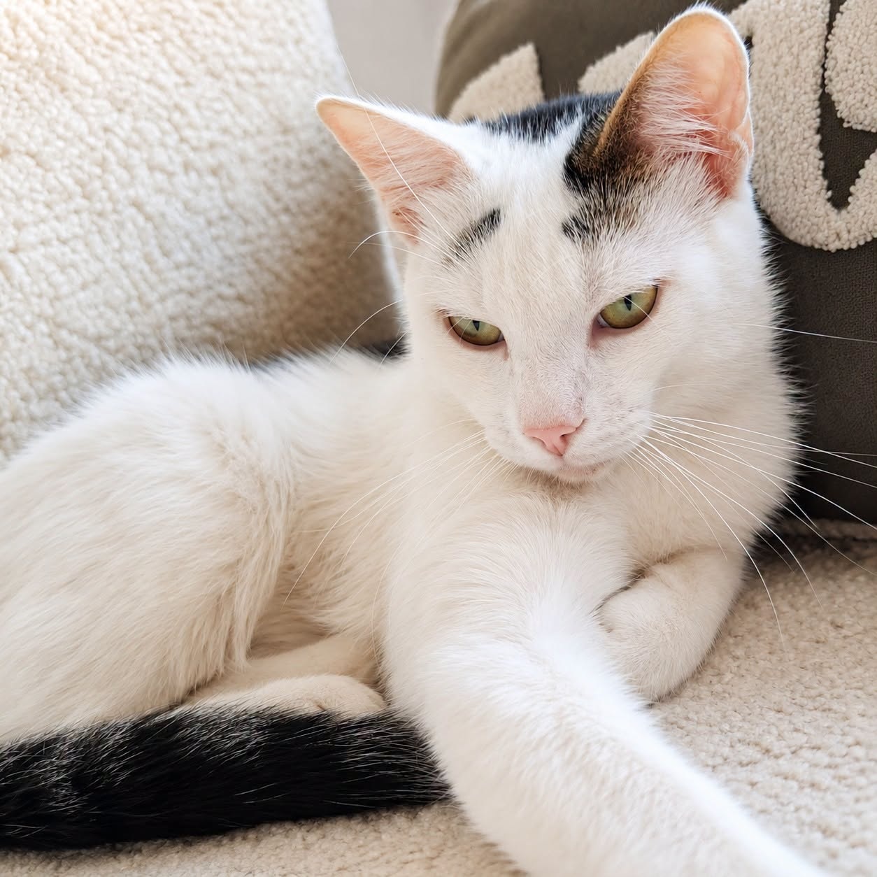 Adopter CHARLY