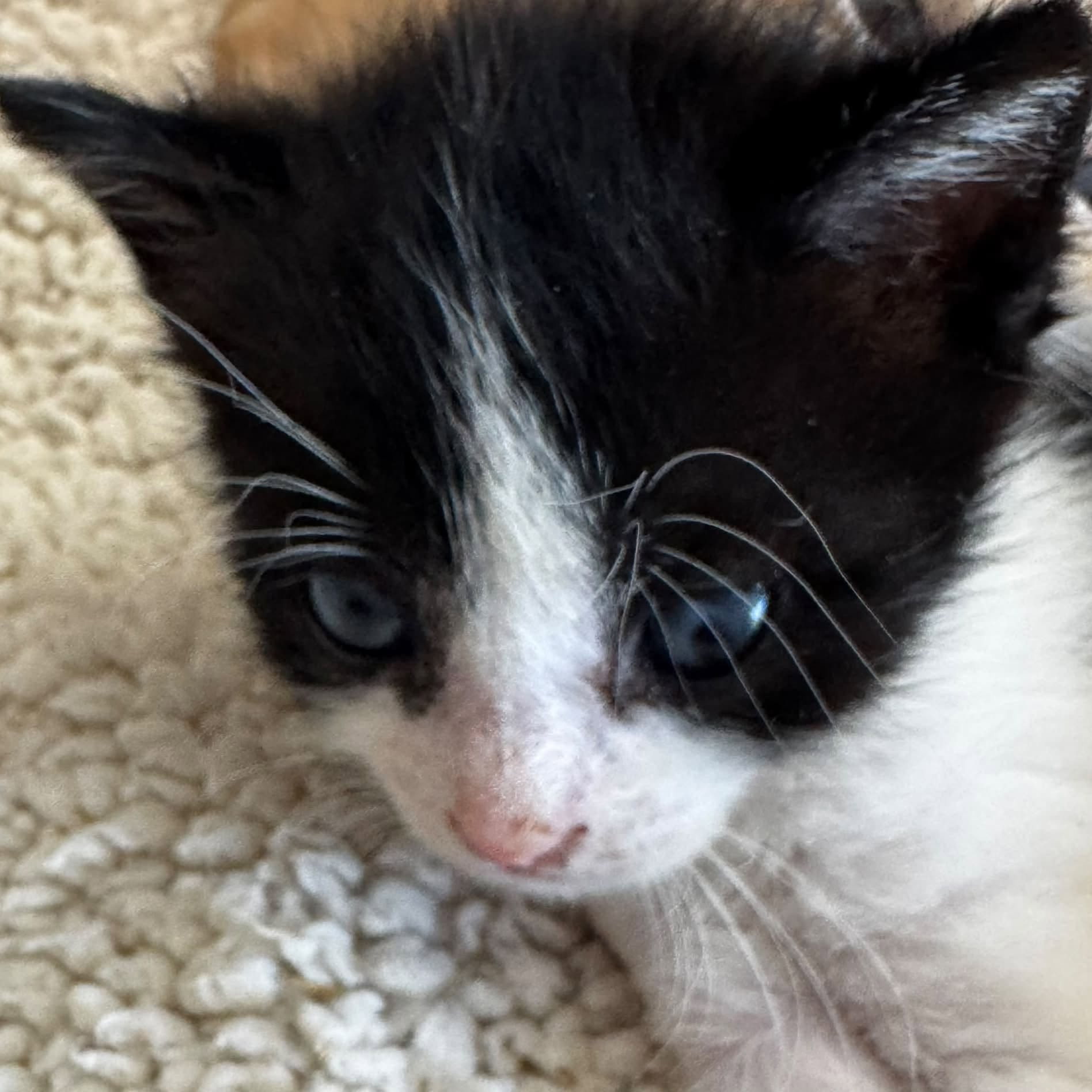 Adopter Koby