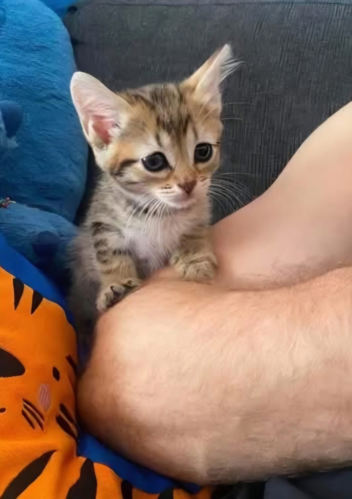 Adoption COCOLA