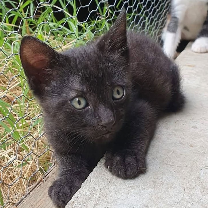 Adopter Naïko