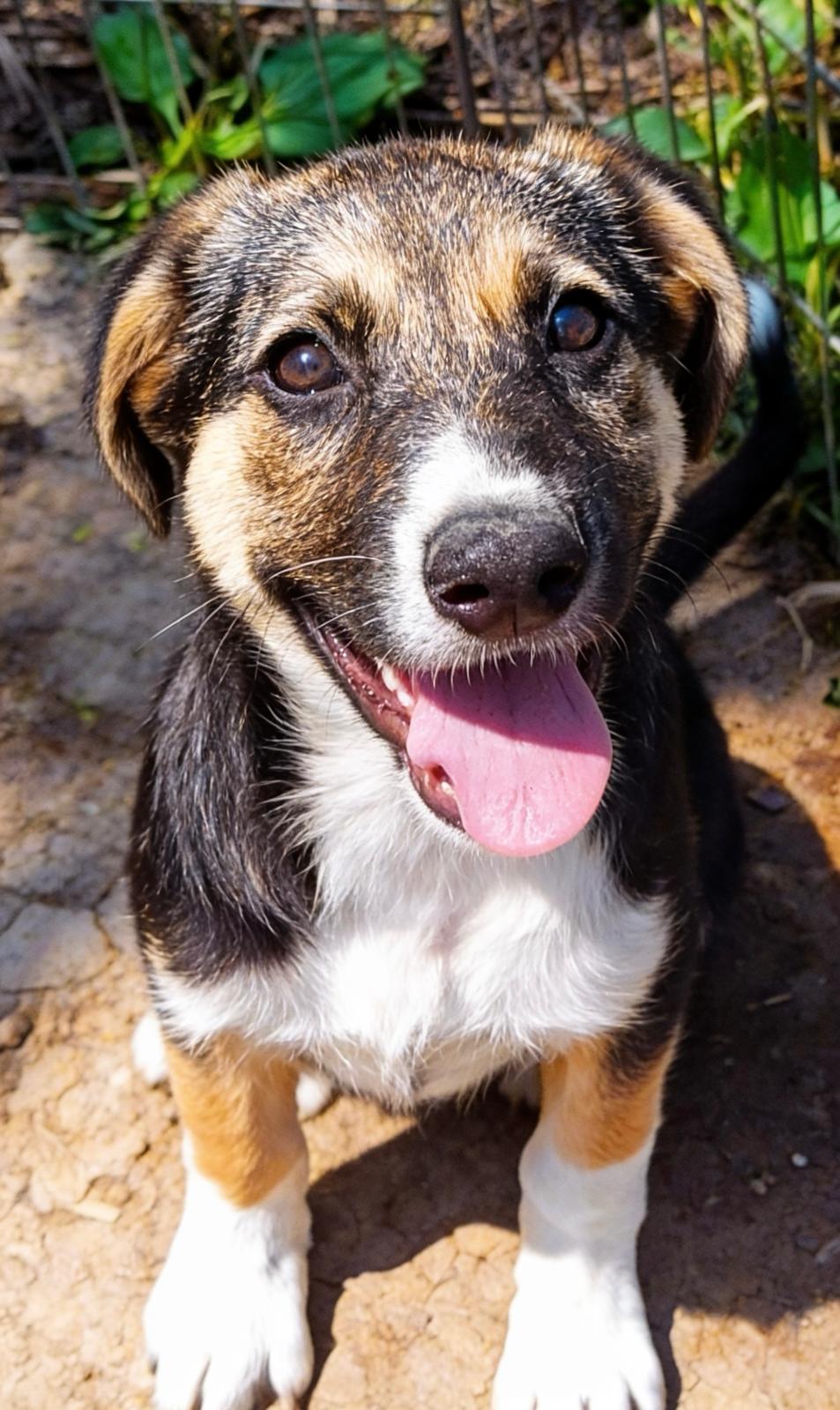 Adopter YARA