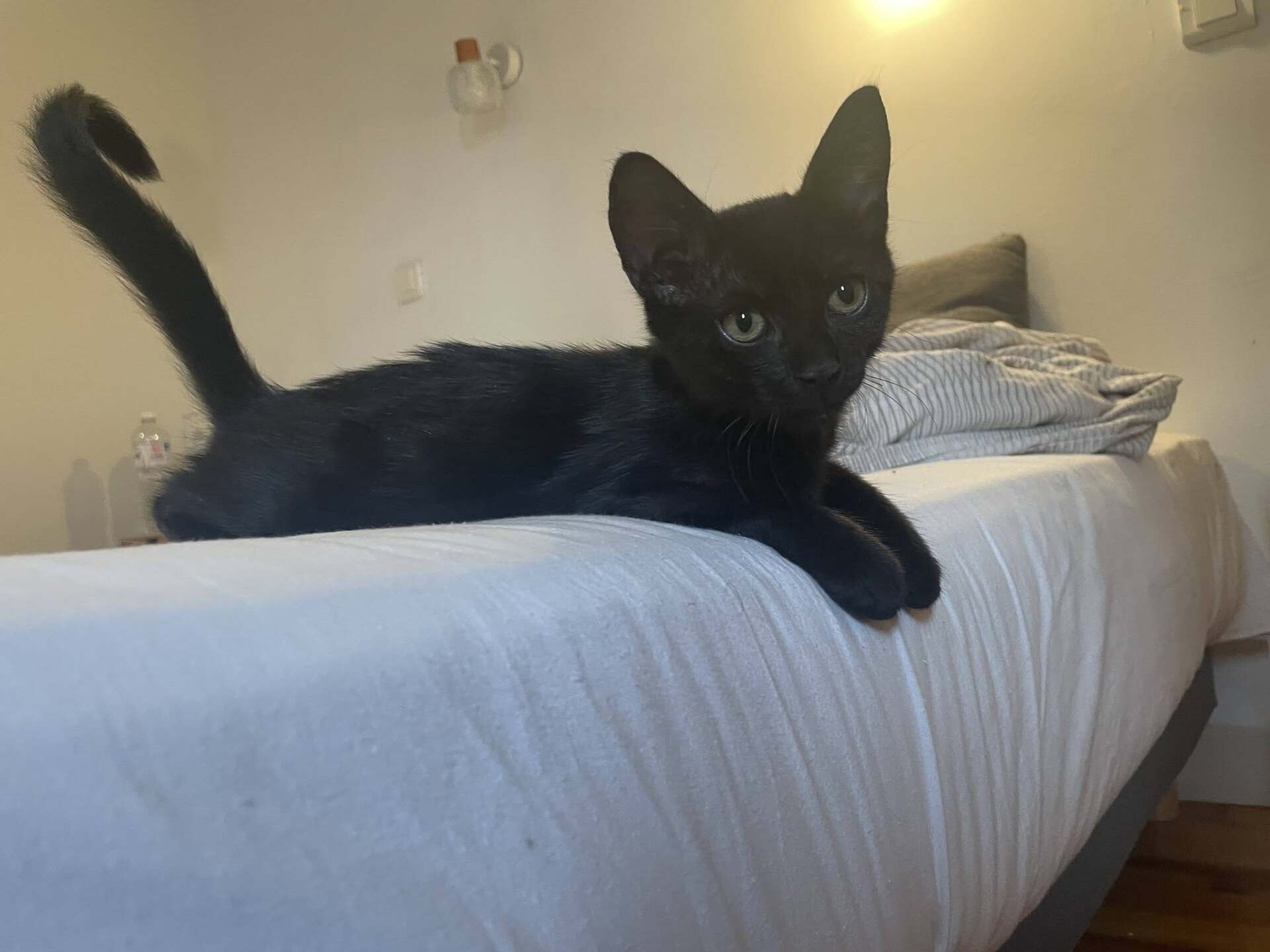Adopter Bluey