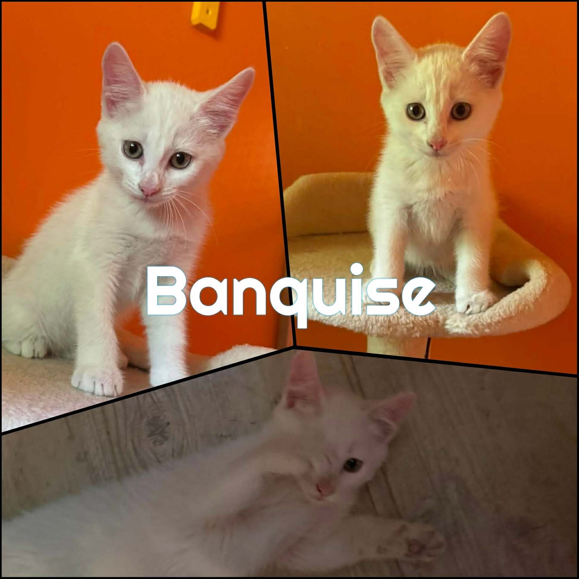 Adopter BANQUISE