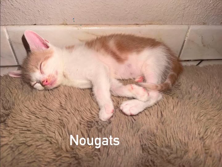 Adopter Nougats