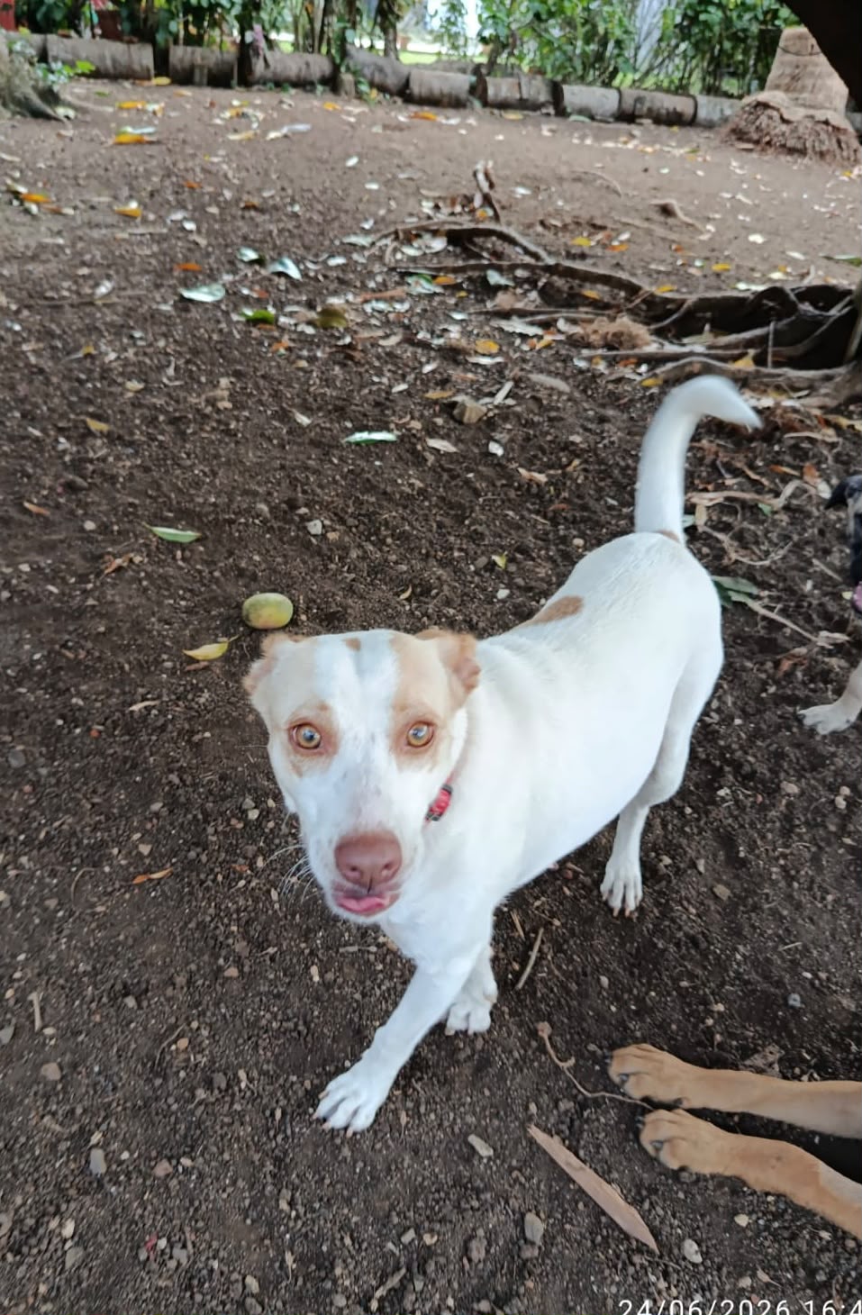 Adoption Dolce