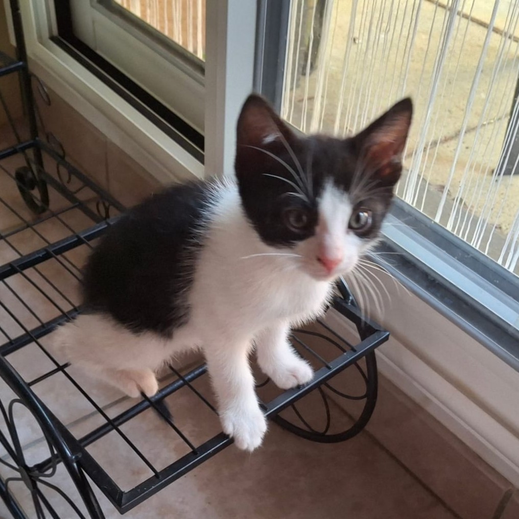 Adopter Speech