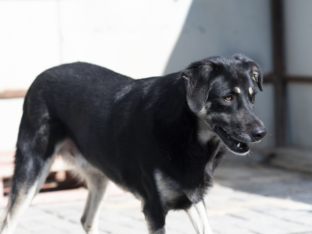 Adopter Mickey