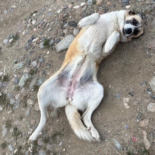 Adopter BULLA