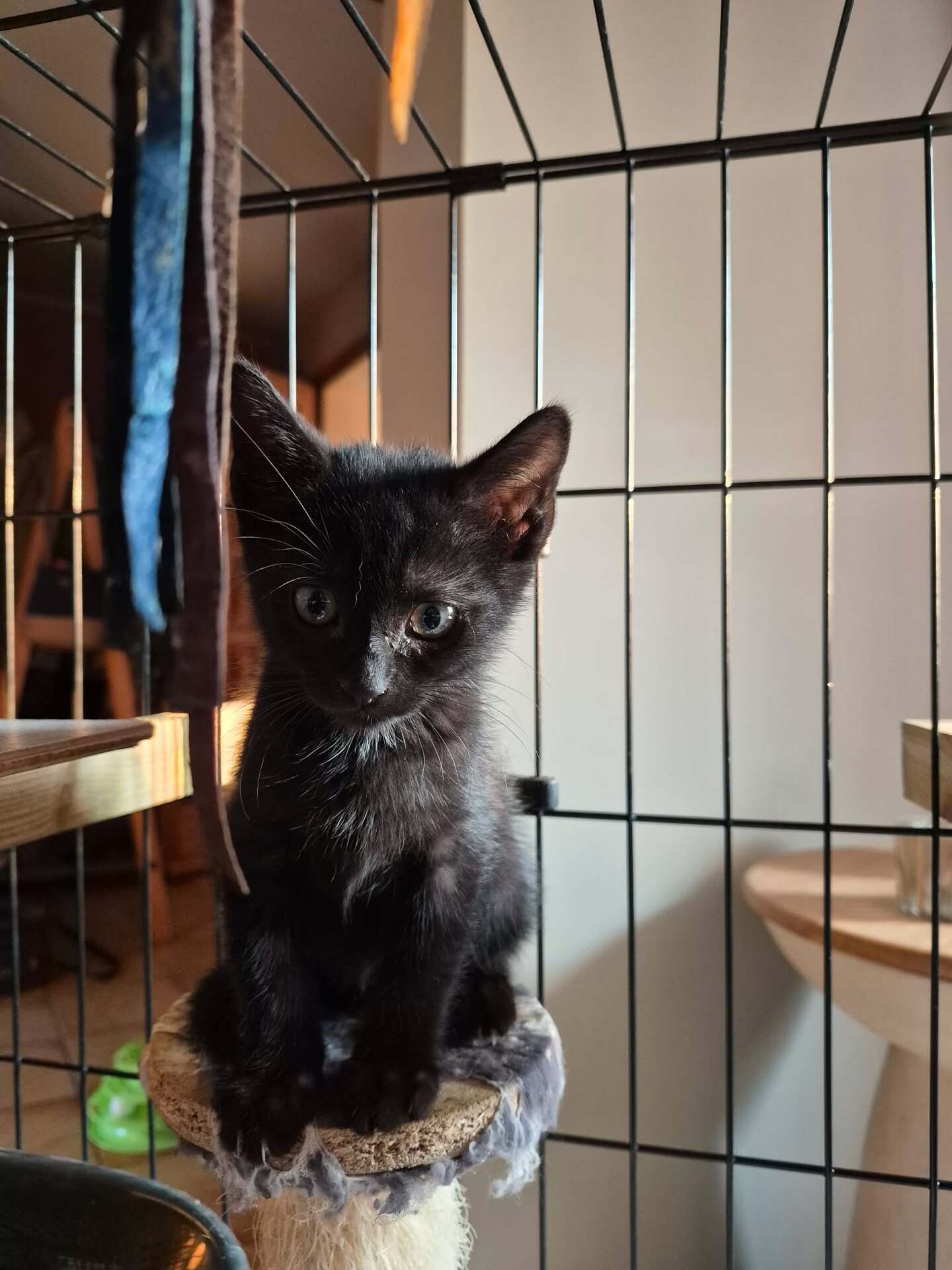 Adopter BONNY et BISCOTTE
