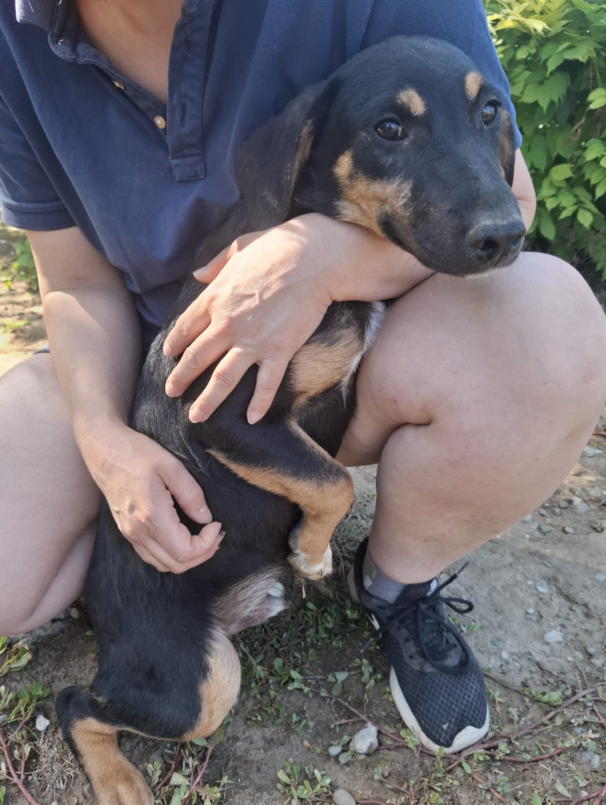 Adopter Ivar