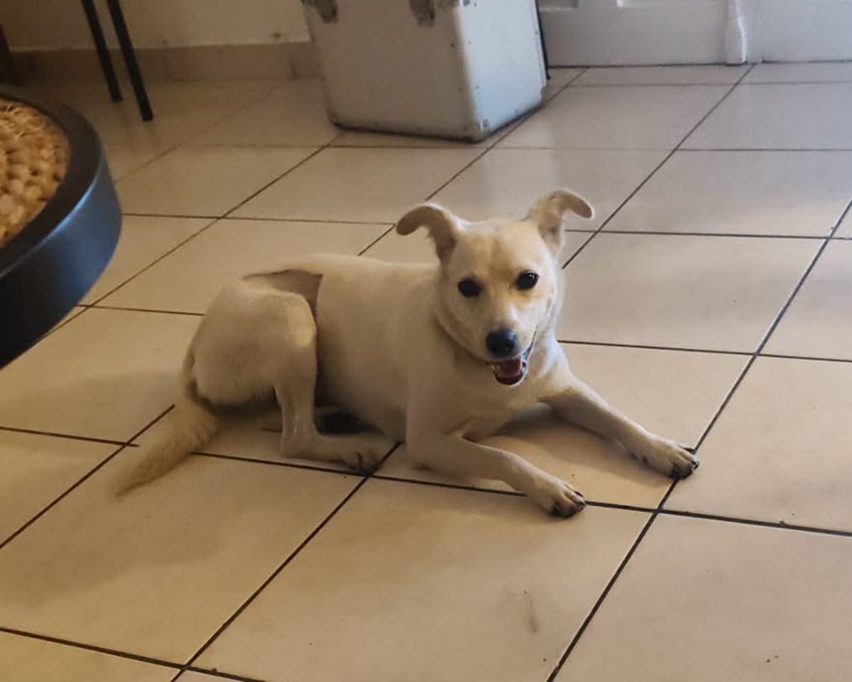 Adopter Bora
