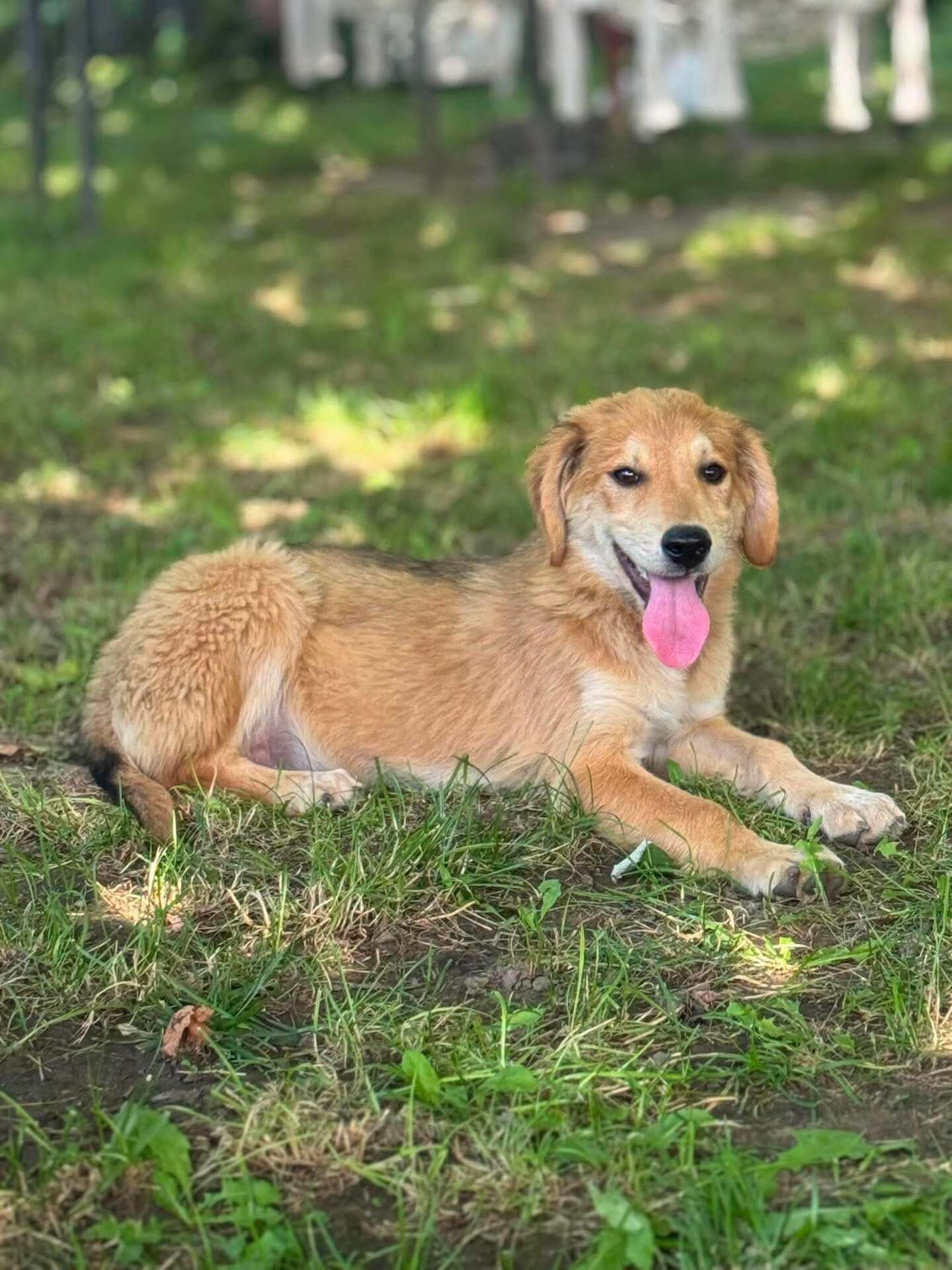 Adoption Vanille