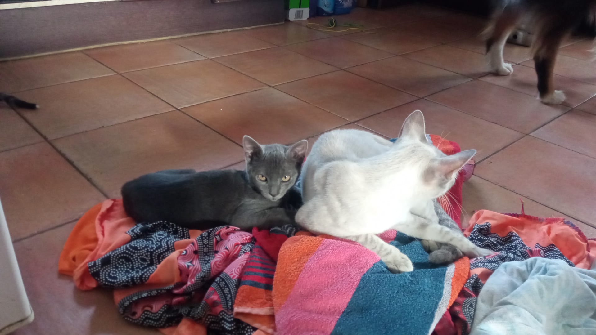 Adopter SOMBRA