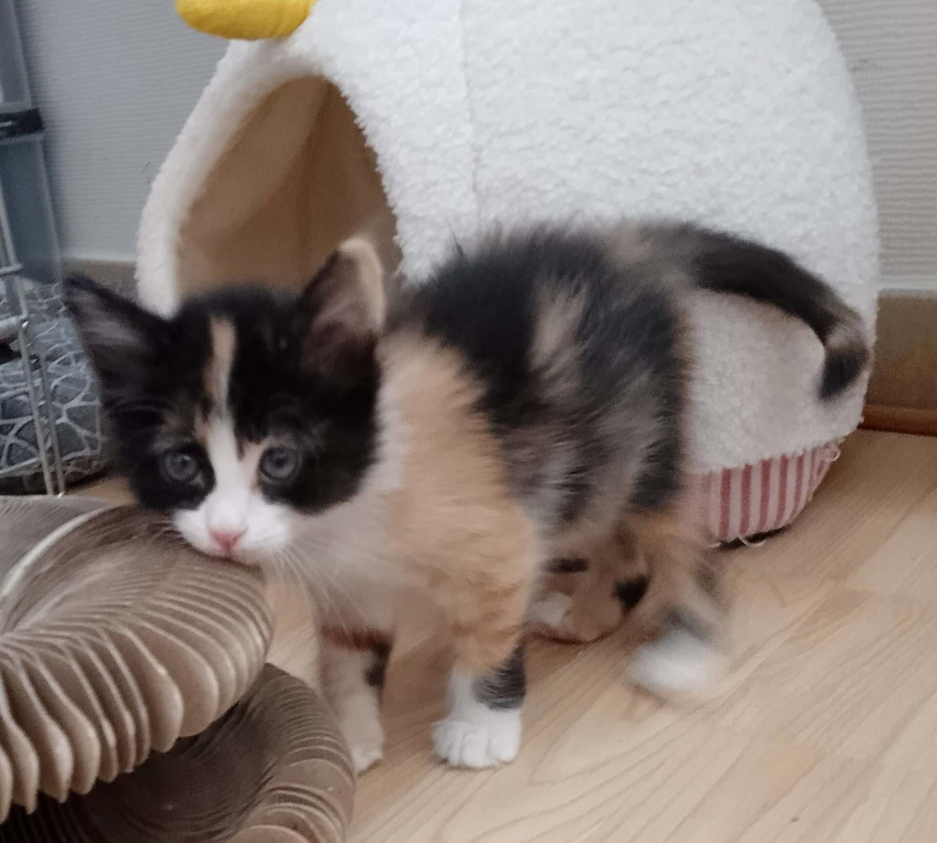Adopter BILLIE