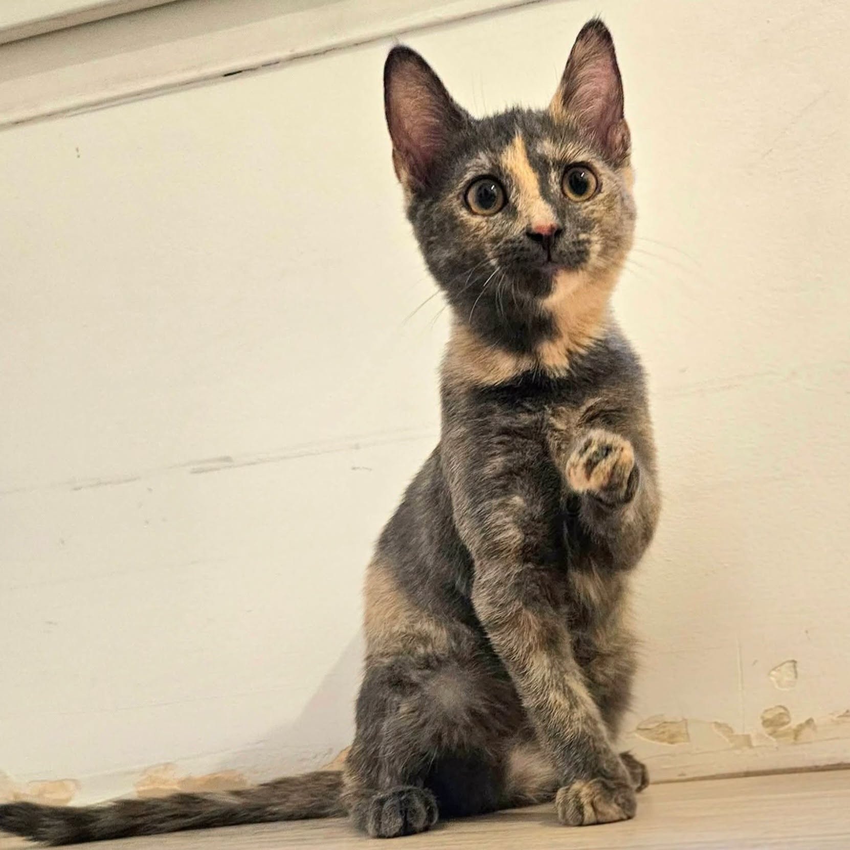 Adopter BALIA