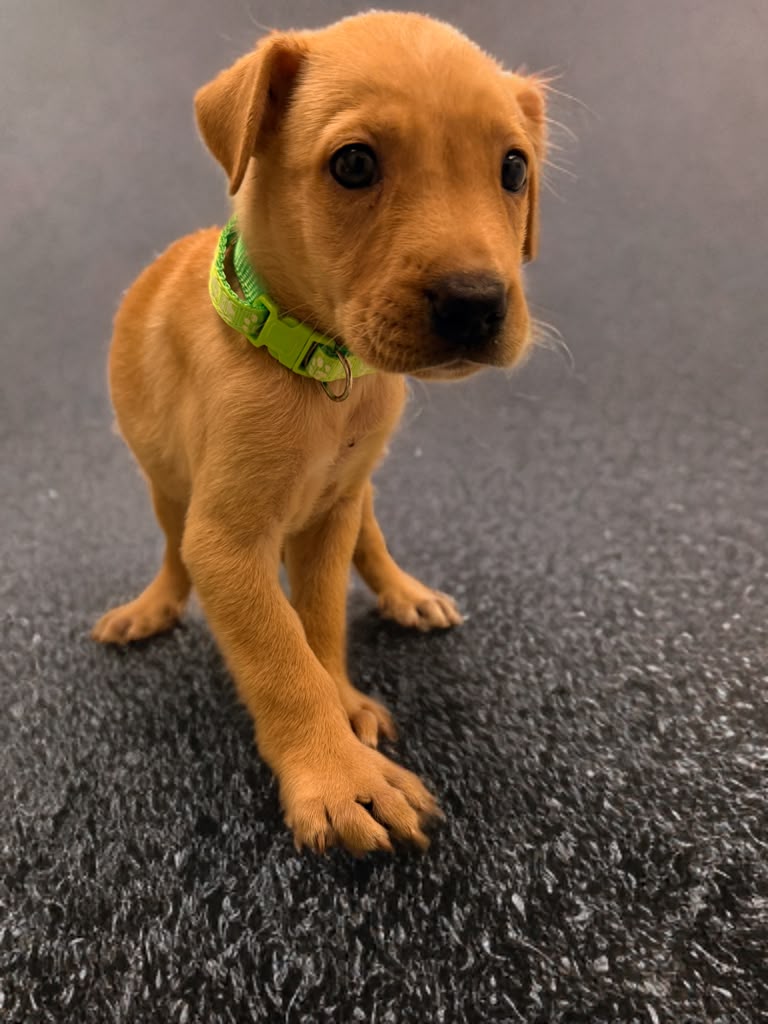 Adopter Ripley
