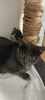 Australe