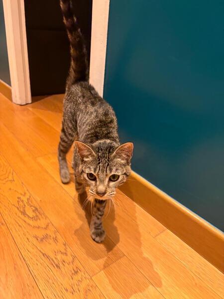 Adopter Birdie