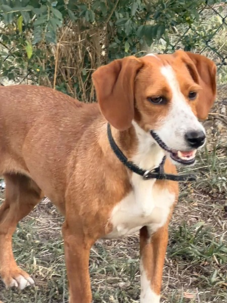 Adopter Boly