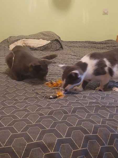 Adopter Grizzy
