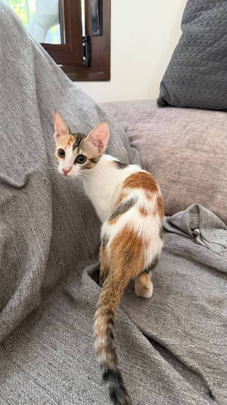 Adopter Rosa