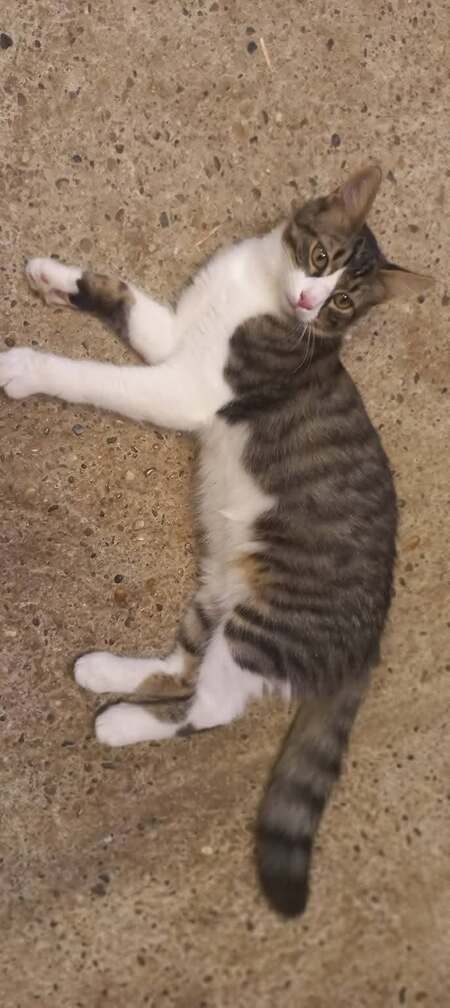 Adopter Odin & Olympe
