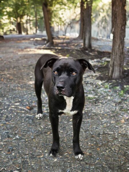 Adopter Saphira
