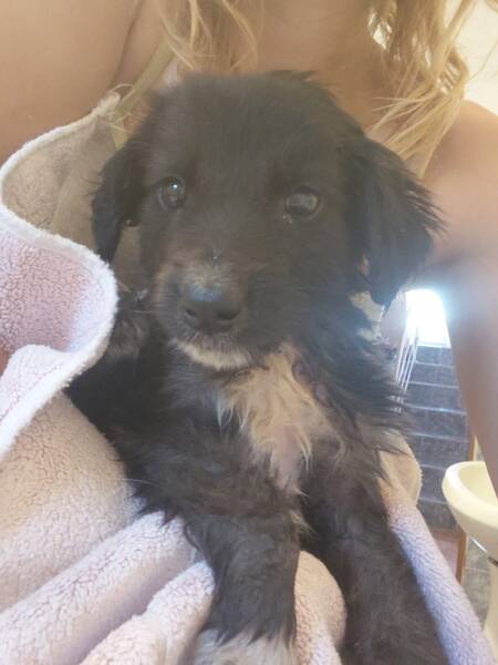 Adopter Jasmine