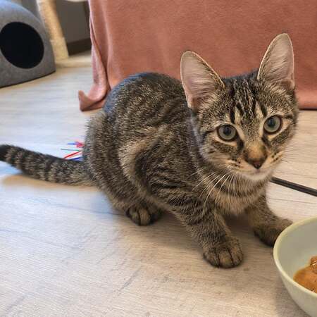 Adopter Miso
