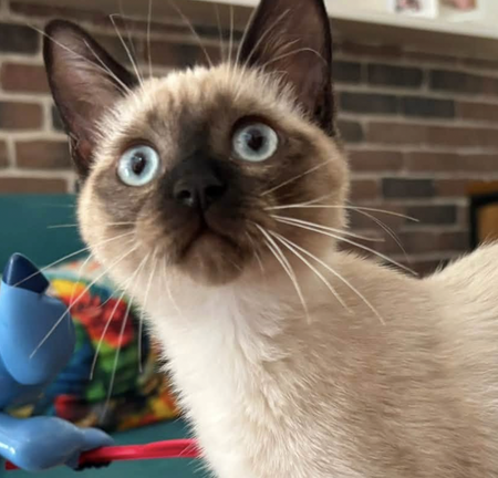Adopter ATHENA ET AMAZONE
