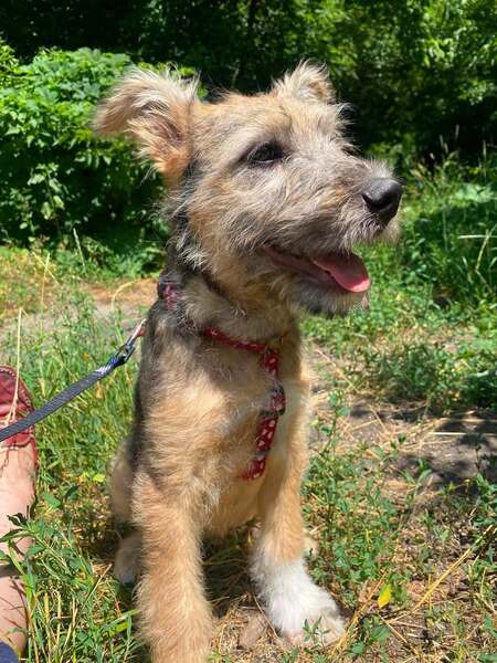 Adopter Chris