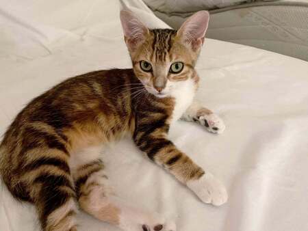 Adopter Princesse