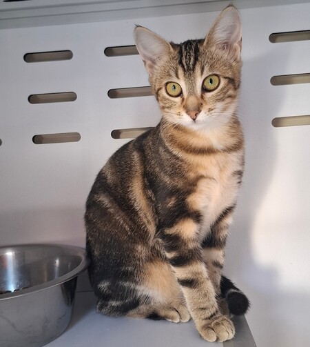 Adopter Brak