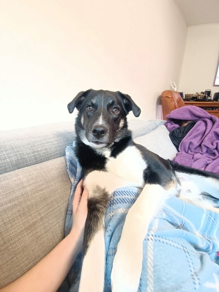 Adopter Toro