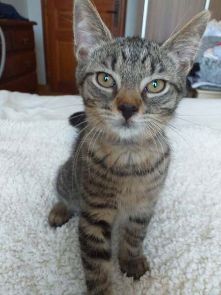 Adopter BIJOU