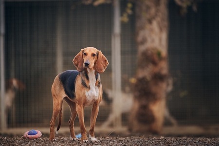 Adopter Queen