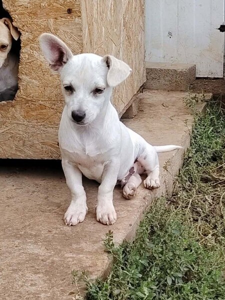 Adopter Litchi