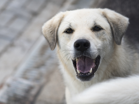 Adopter Ipso