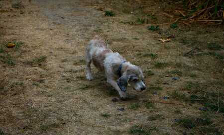 Adopter Hardy