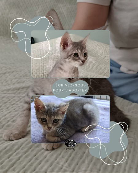 Adopter Grisouille