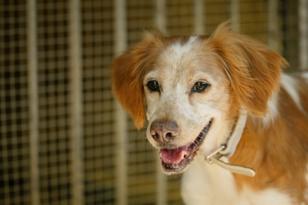 Adopter Balia