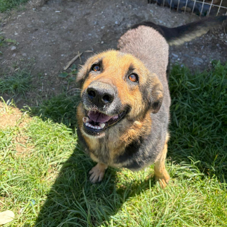Adopter JANA