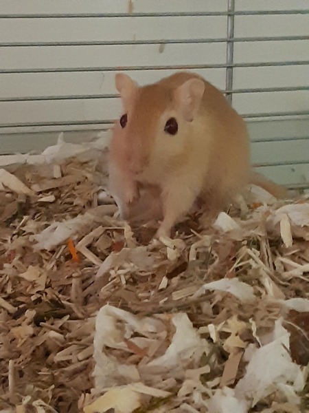 Adopter Blue et Delta
