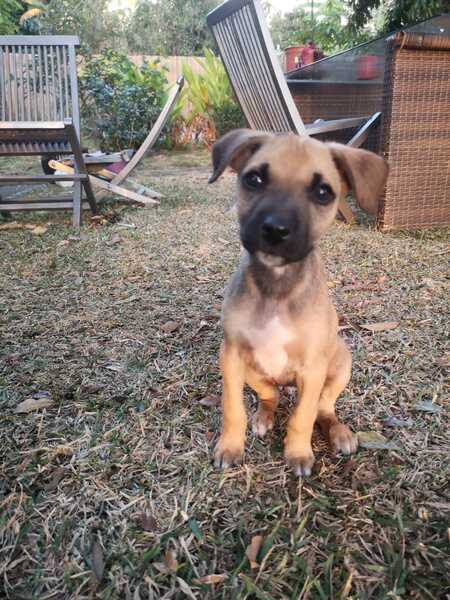 Adopter Milos