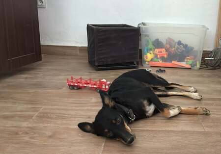 Adopter Yoko