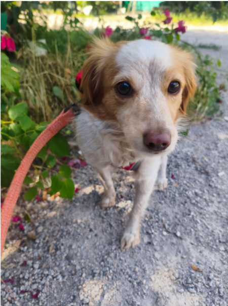 Adopter RADA, de Ukaine à adopter!