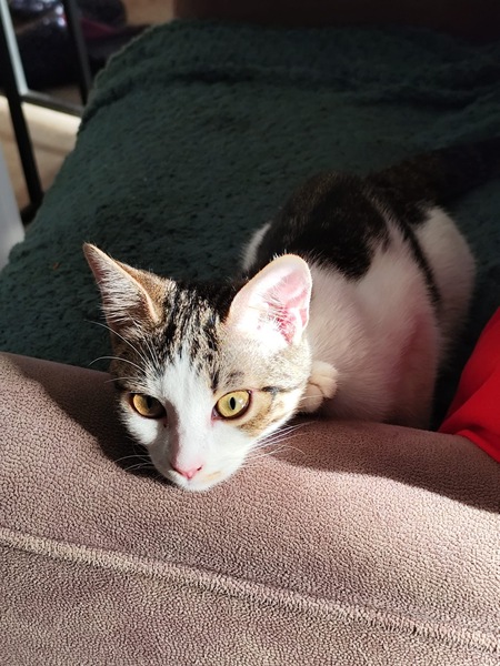 Adopter Plume